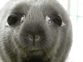 guinea pig gif