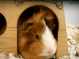 guinea
        pig gif